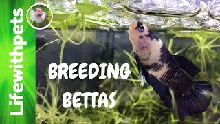 Breeding Our Betta Fish Episode 1 [upl. by Nidla]