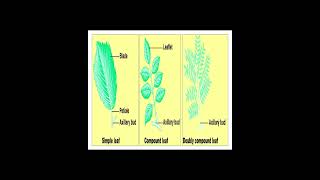 Different between Simple Leaf and Compound Leaf and Doubly Compound Leaf geneticteacher [upl. by Decrem]