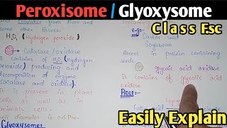 Peroxisome  Glyoxysome  Structure  Class 11 Biology [upl. by Warila394]