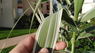 La canne de Provence nom scientifique arundo donax variegata [upl. by Eads]