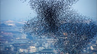 Ten Million Starlings Swarm 7 Tonnes of Bird Poo  Superswarm  BBC Earth [upl. by Haley]