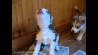 Husky Puppies Discover Howling [upl. by Lehcim]