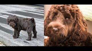 Labradoodle Puppy from 10Wks Old to 1 Year Old [upl. by Oskar2]