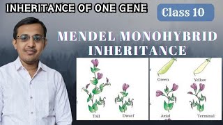 Inheritance of one geneMendel Monohybrid Ratio Class 10Class 12Law of Dominance [upl. by Ainecey]