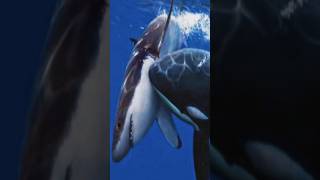 Orca  Killer Whale Attack  killer Whale vs White shark  explore worldwide creature [upl. by Baler]