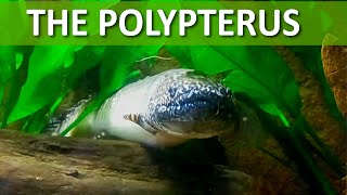 Polypterus [upl. by Humfrid]