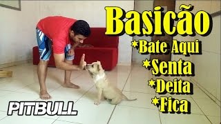 Dicas Básicas para Cães  Senta  Fica  Bate Aqui e Deita  Cães Brasil [upl. by Mychal]