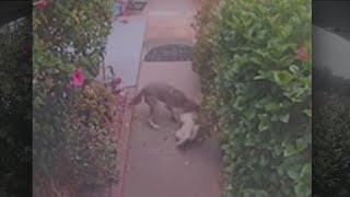 Coyote attacks dog in Shadow Hills neighborhood [upl. by Glynas721]