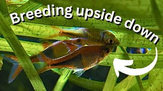 Easy fish to breed Harlequin Rasboras breeding guide for beginners [upl. by Yentiw791]