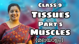 CLASS9 TISSUES PART 5 MUSCULAR TISSUE MALAYALAM [upl. by Aicirpac]