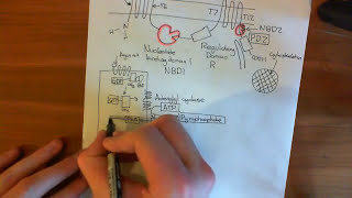 The Cystic Fibrosis Transmembrane Conductance Regulator [upl. by Eibrad960]