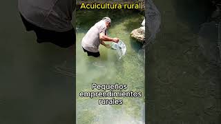 Acuicultura rural acuicultura hatchery tilapia fish turismo naturaleza fingerlings [upl. by Ricarda84]