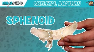 Sphenoid Bone Anatomy [upl. by Nalloh]