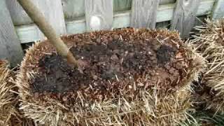 Straw Bale Gardening Start to Finish [upl. by Donald]