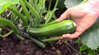 Too Many Courgettes Freeze Them The Easy Way You Too Mr Zucchini [upl. by Elianore]