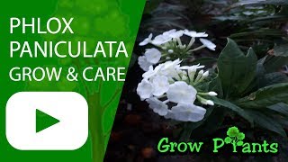 Phlox paniculata  grow amp care Garden phlox [upl. by Schick172]