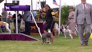 Whippets  Breed Judging 2021 [upl. by Nirehs]