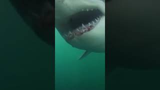 The Horrifying Footage of Henri Bource Eaten Alive by Shark [upl. by Lanza]