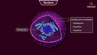 The Nucleus  Structure and Function Cell physiology Animation [upl. by Anividul]