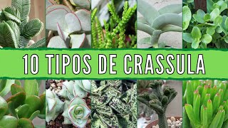 10 Tipos de CRASSULA 🌱 [upl. by Eniluqcaj]