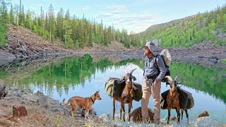 Camping In a quotBob Rossquot Painting with Pack Goats amp Dogs Fishing amp Firebox Freestyle Stove Cooking [upl. by Rey]