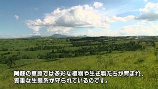 阿蘇 千年の草原 Aso The thousandyearold field [upl. by Madonia273]