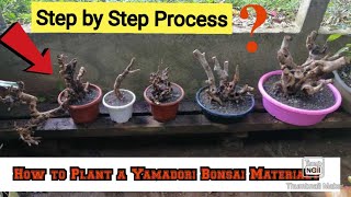 Planting A Yamadori Bonsai Material [upl. by Mateusz]