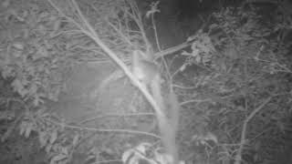 Ringtail Possum male with tailed curled up [upl. by Chenee]