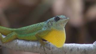 Barbados Anole Anolis Extremus [upl. by Hayse]