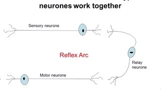 Nervous System Part 2  Reflex Arc ALevel Biology [upl. by Roee]