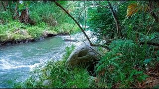 Nature relaxing tropical river with cricker sounds for sleeping relaxing refreshing of mind [upl. by Jennette]