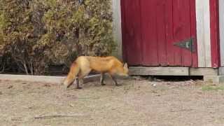 Our Backyard Fox Family [upl. by Klarrisa]