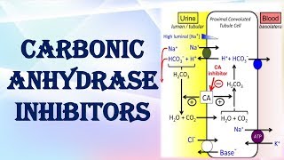 CARBONIC ANHYDRASE INHIBITORS [upl. by Nednerb]