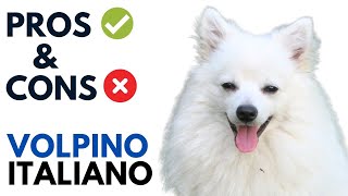 Volpino Italiano Pros and Cons  Volpino Italiano Dog Advantages and Disadvantages [upl. by Enelehcim]