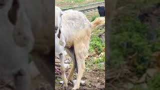 10 kilo milk denay wali goat  Milk compilition goat vs cow milkwater freshmilkmilkbasketAashir [upl. by Leinoto568]