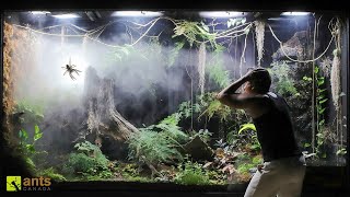 How a Huntsman Spider Returned From the Dead in My Giant Rainforest Vivarium [upl. by Durnan163]