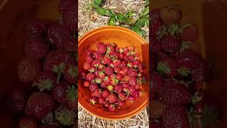 Strawberry 🍓 Picking In Indian River July 2024 [upl. by Varini]