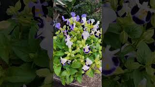 Torenia 🌼 flowers planting [upl. by Bodkin]