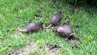 Cute baby Armadillos [upl. by Ahtennek]