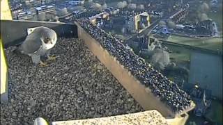 Hawk and Owl Trust Norwich Cathedral Peregrines [upl. by Tomaso605]