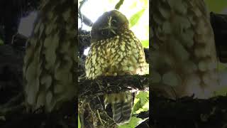 Cute New Zealand Owl the Morepork or Ruru birds nature birdsounds [upl. by Euqinitram]