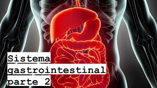 Fisiología Sist Gastrointestinal parte 2 [upl. by Lerraj54]