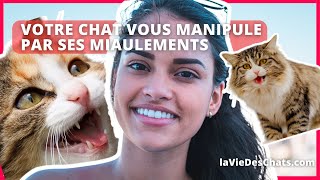 VOTRE CHAT VOUS MANIPULE PAR SES MIAULEMENTS JE VOUS EXPLIQUE [upl. by Blanka]