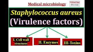 Staphylococci 3 Virulence factors of Staphylococcus aureus “ Medical microbiology [upl. by Burkley]