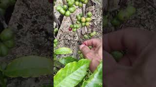 Preparing to harvest coffee coffeetrees gardening blackpeppers [upl. by Kohn]