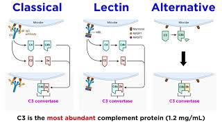 The Complement System Classical Lectin and Alternative Pathways [upl. by Alegnasor]