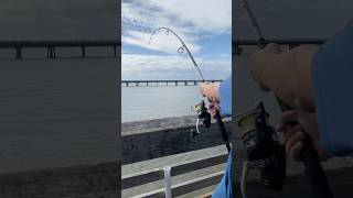 Giant Stingray off the Pier pierfishing redfish bullreds rays sharks fishing fyp viral [upl. by Ahsiadal]