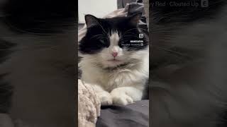 Become ungovernable explorepage fyp fluffycat tuxedocat catlover catmom [upl. by Biddy]