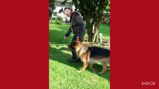 Brittas dogtraining Halti amp slip lead method part 2 [upl. by Hadias121]