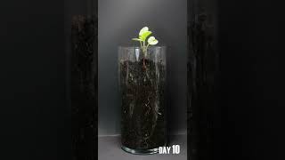 Radish Seed To Bulb Time Lapse  29 Days in 39 Seconds [upl. by Ellemaj]